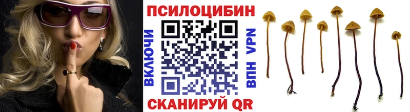 Псилоцибиновые грибы Psilocybine cubensis  Купить закладки  Александров 